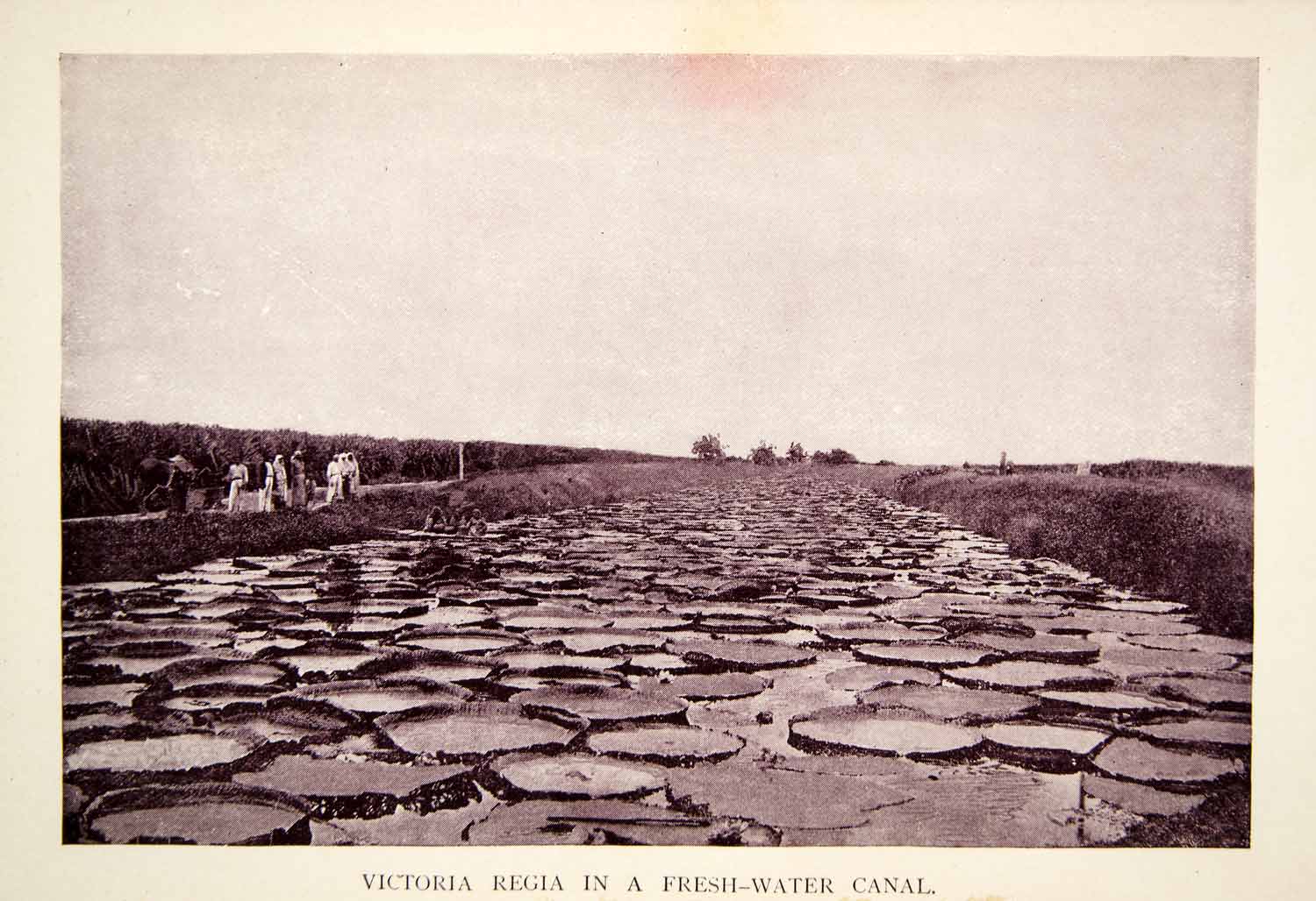 1907 Print Victoria Regia Lily Pads Canal British Guiana Guyana South XGQC8