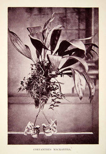 1907 Print Coryanthes Macrantha Bucket Orchid Bloom South America British XGQC8