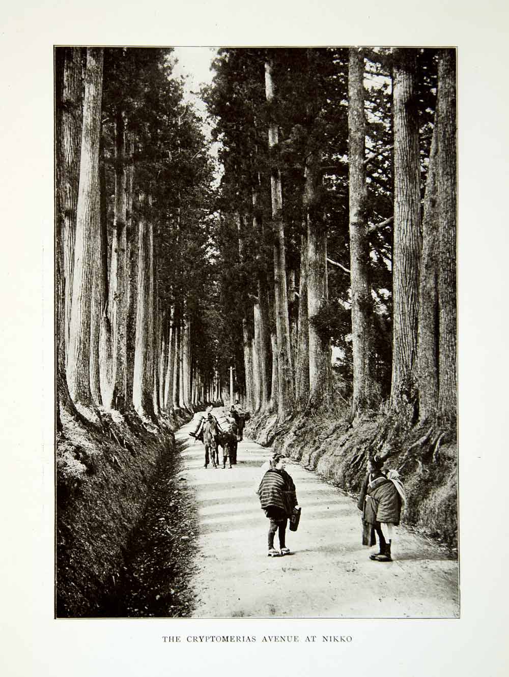 1922 Print Cryptomeria Avenue Nikko Suginami Ki Sugi Cedars Japan Tosho XGQC9