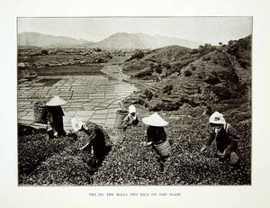 1922 Print Nara Japanese Agriculture Tea Rice Ochai Hills Field Mountain XGQC9