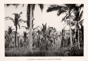 1920 Halftone Print Coconut Grove French Polynesia South Pacific Pod XGRA1