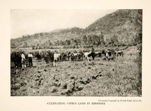 1921 Print Cultivate Land Citrus Cattle South Africa Cecil John Rhodes XGRB2