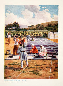 1921 Color Print Edward Fitchew Art Greece Agriculture Drying Currant XGRB4