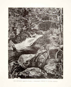 1898 Print Leopard Central Africa Sir Harry H. Johnston British Central XGRB6