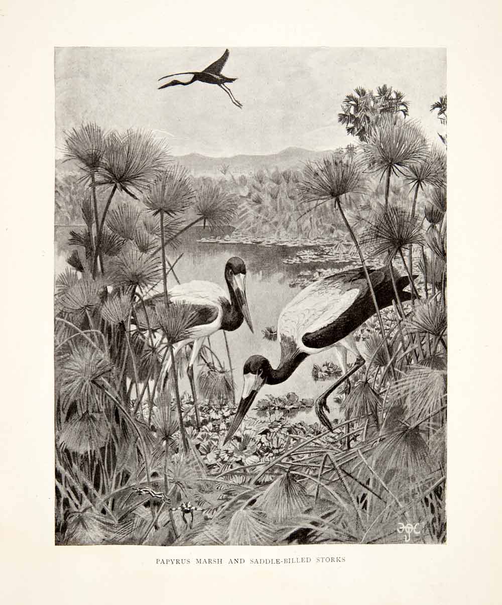 1898 Print Papyrus Maarsh Saddle-Billed Storks Africa Sir Harry J XGRB6