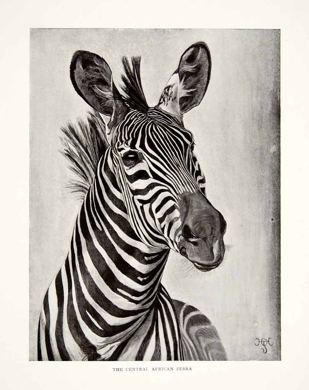 1898 Print Central African Zebra British Sir Harry H. Johnston Animal XGRB6