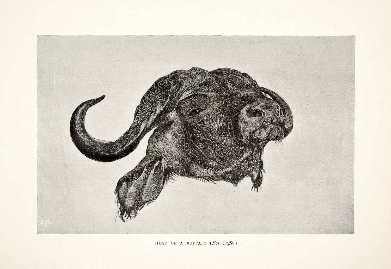 1898 Print Head Buffalo Bos Caffer British Central Africa Sir Harry H XGRB6