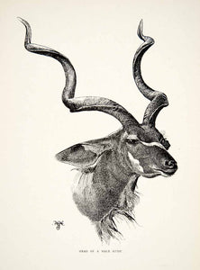 1898 Wood Engraving Head Kudu British Central Africa Sir Harry H. Johnston XGRB6