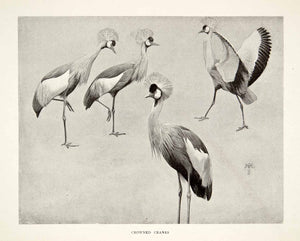 1898 Print Crowned Cranes British Central Africa Sir Harry H. Johnston XGRB6
