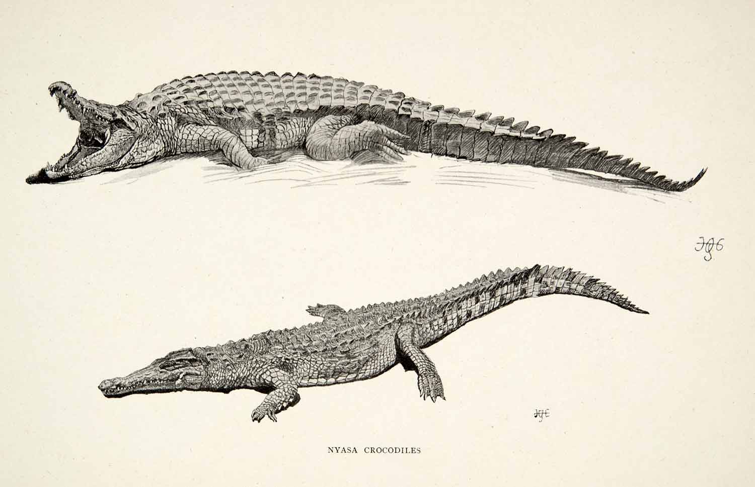 1898 Print Nyasa Crocodiles Crocodilus Niloticus Africa Sir Harry H XGRB6
