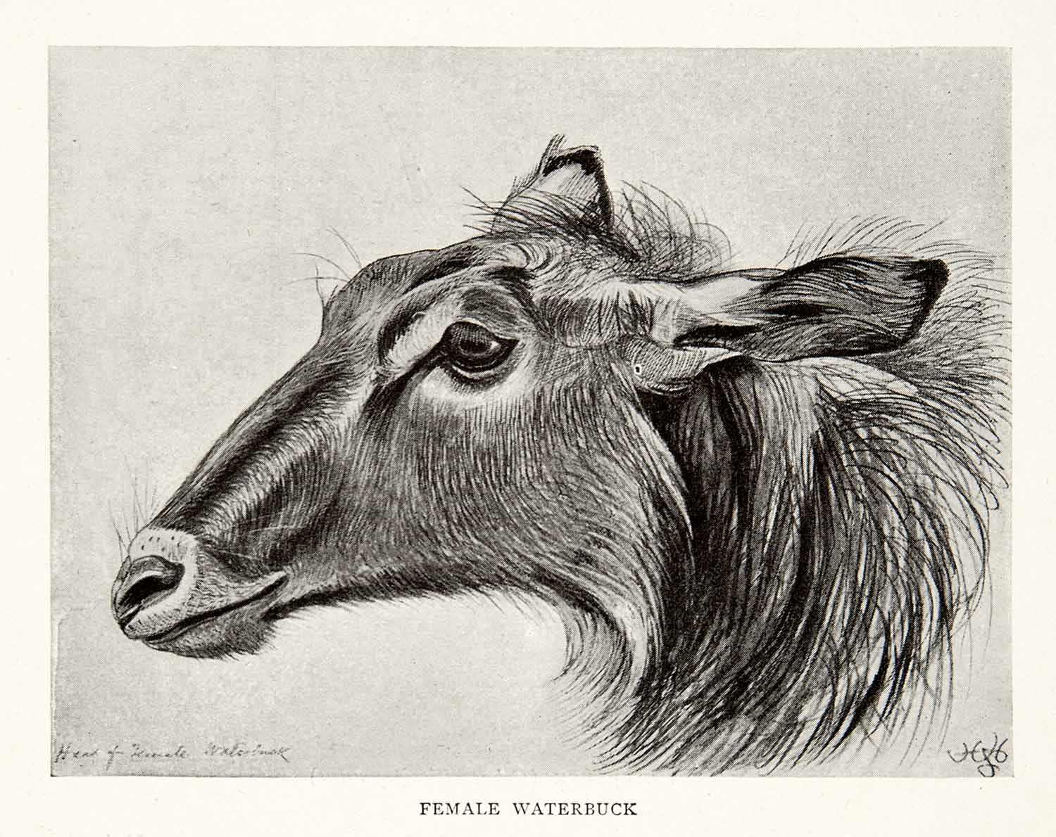 1898 Print Waterbuck British Central Africa Sir Harry H. Johnston Wildlife XGRB6