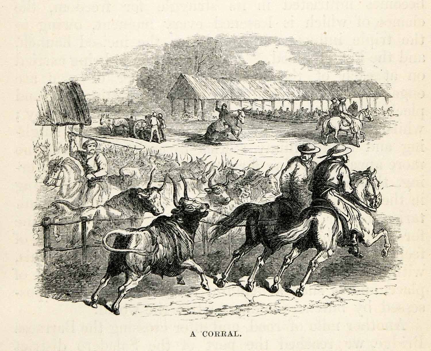 1865 Wood Engraving Corral Argentina Cattle Ranch Farm Bull Industry Cowboy XGS2