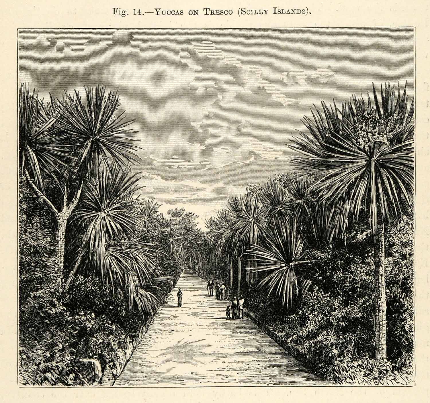 1882 Wood Engraving Yucca Tree Tresco Scilly Island British Isles Great XGS6