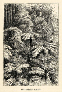 1879 Wood Engraving Australian Forest Australia Tree Underbrush Shrubbery XGS9