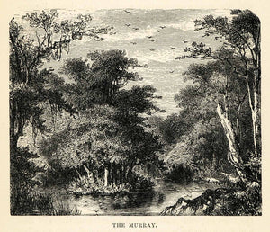 1879 Wood Engraving Murray Australia River Alps Forest Landscape Bird Flock XGS9