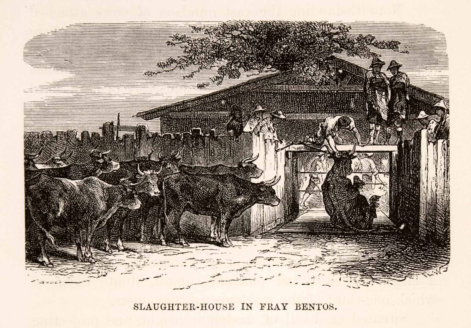 1878 Wood Engraving Slaughterhouse Cattle Herd Farming Fray Bentos Uruguay XGSA2