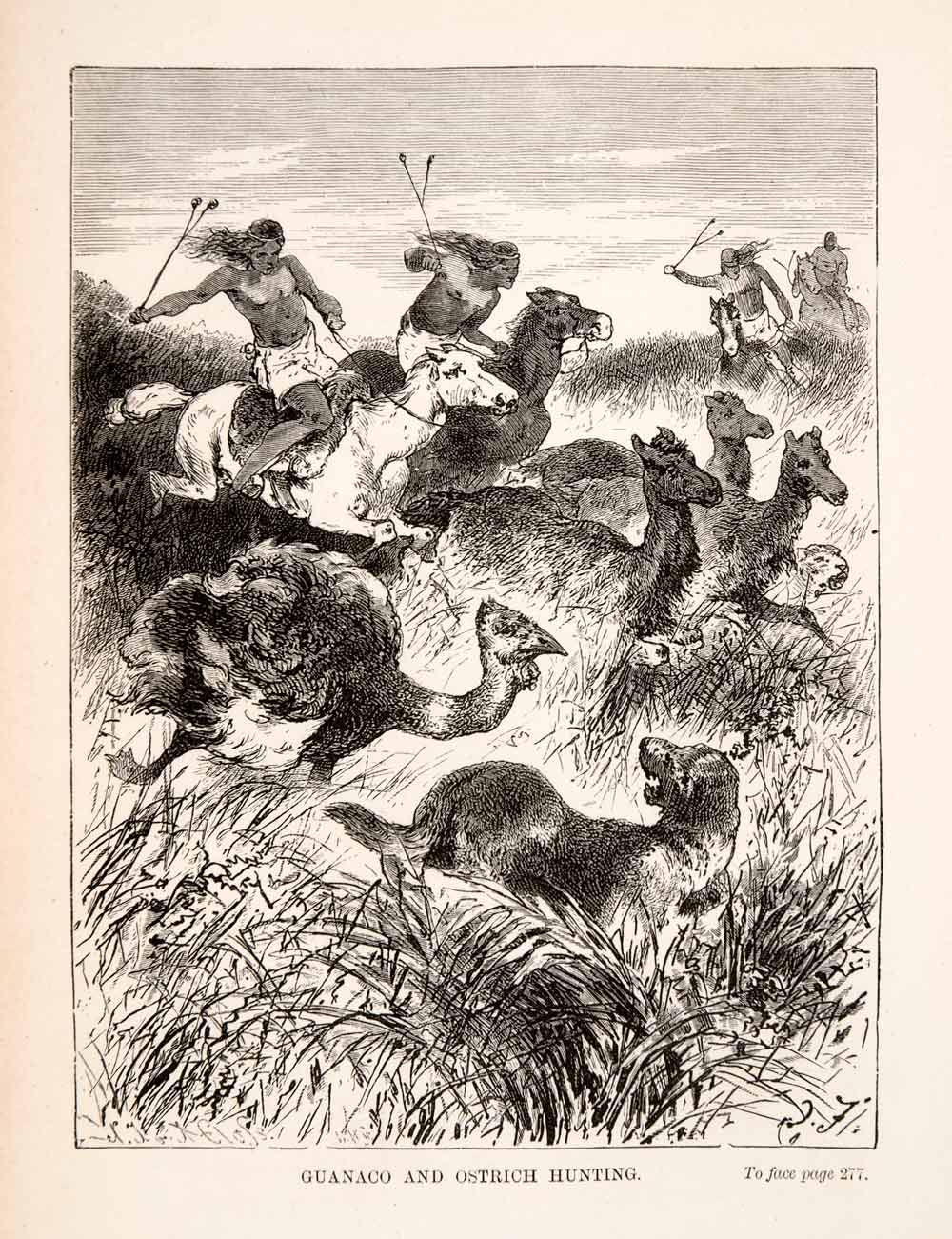 1878 Wood Engraving Hunting Gunaco Camelid Indians Ostrich Argentina XGSA2