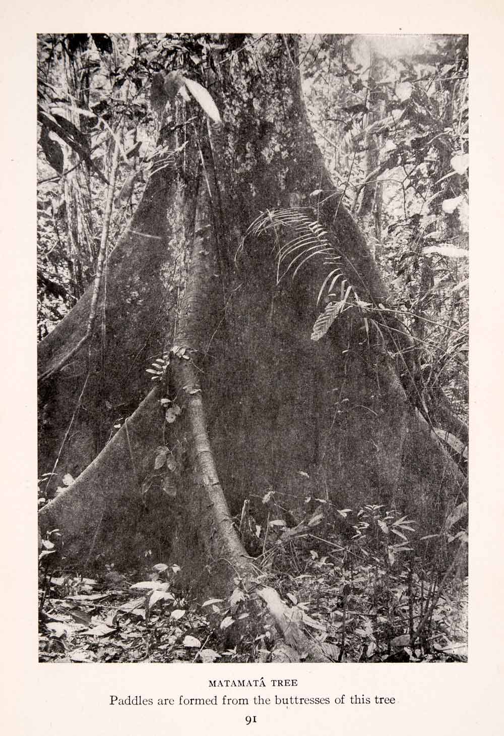 1912 Halftone Print Amazon Matamata Tree Flora Jungle Buttress Giant XGSA9