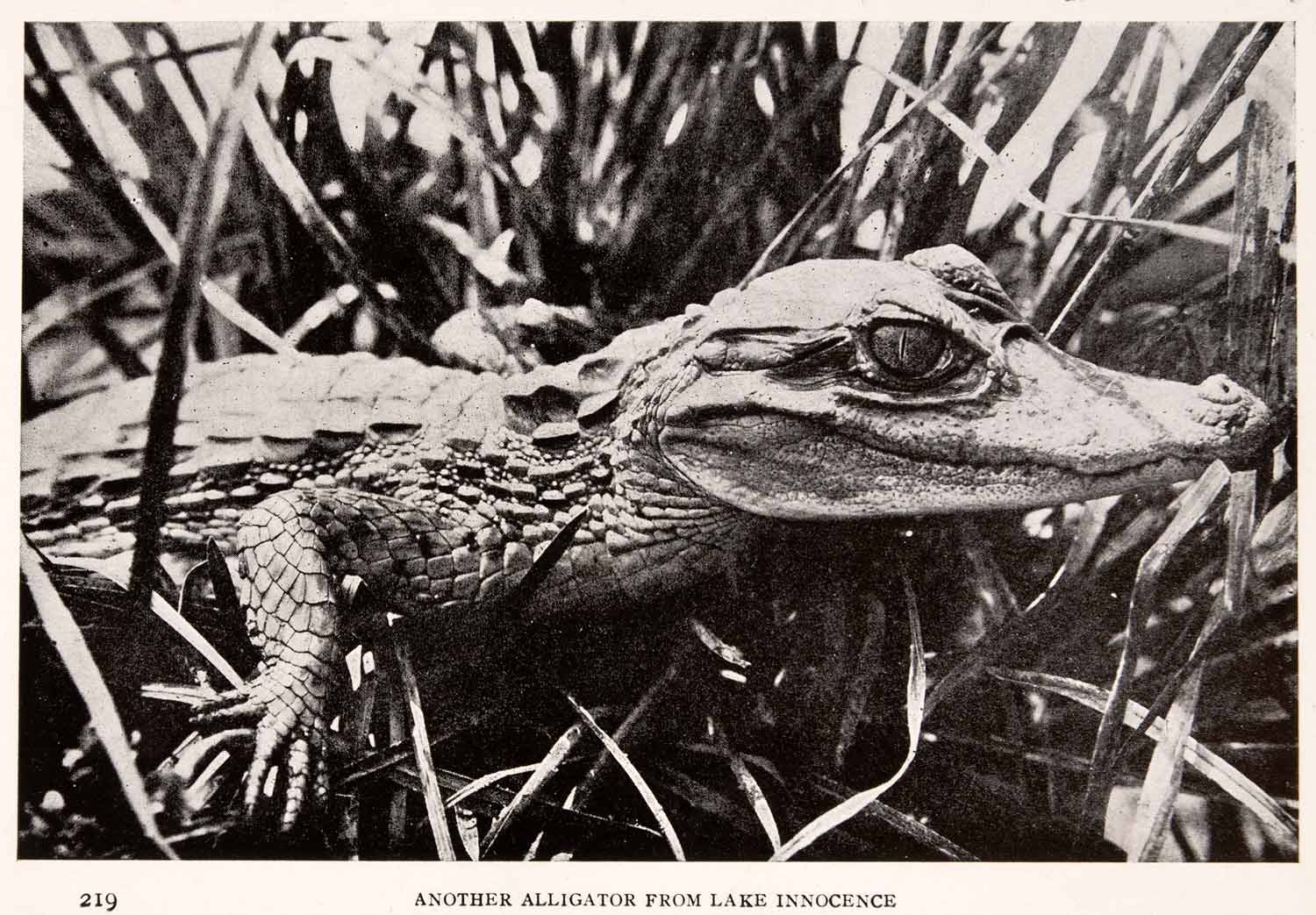 1912 Halftone Print Amazon Alligator Lake Innocence Baby Grass Jungle XGSA9