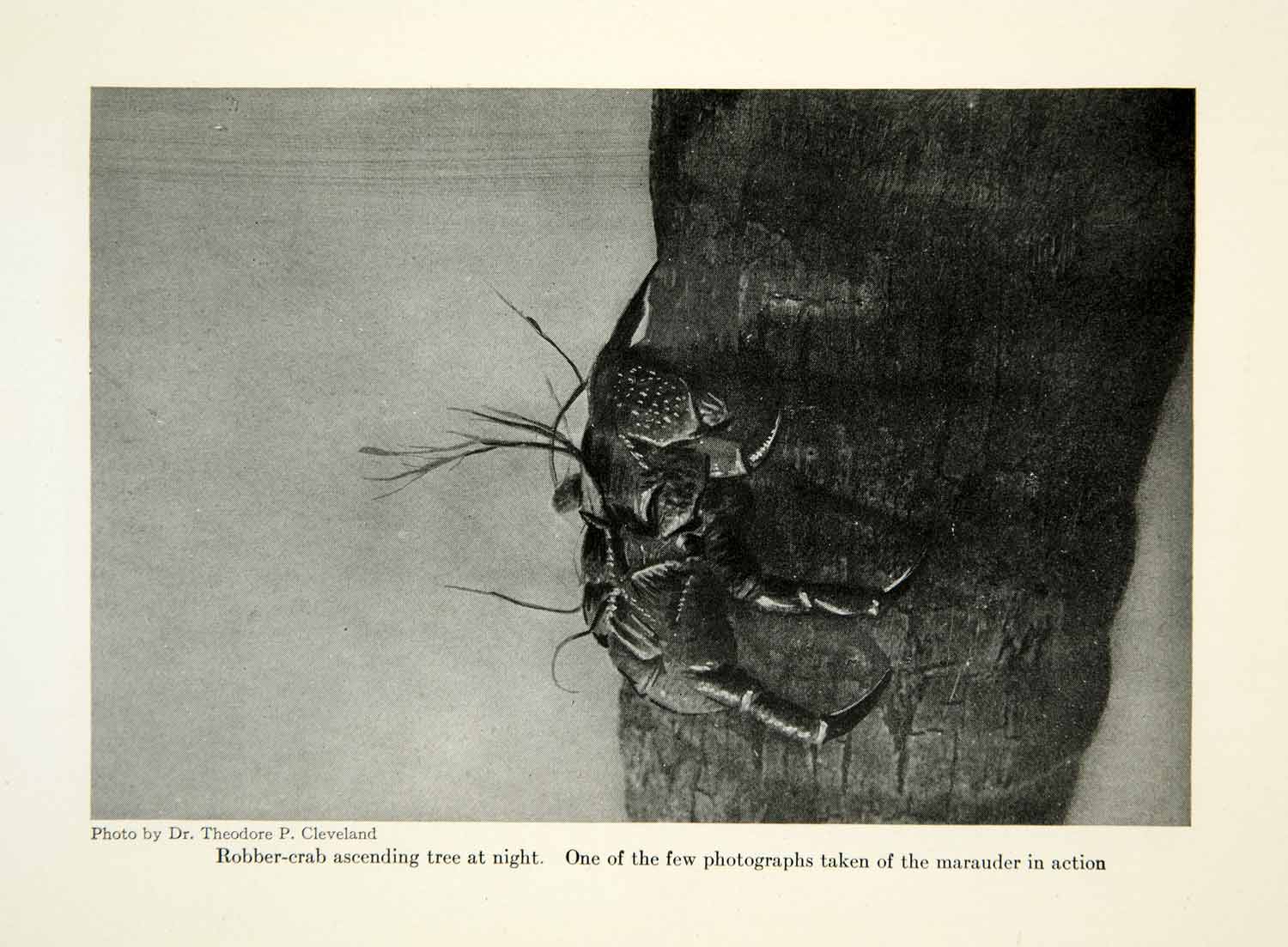 1923 Print Robber Crab Climb Tree Polynesia Animal Bug Crustacean Pacific XGSC8