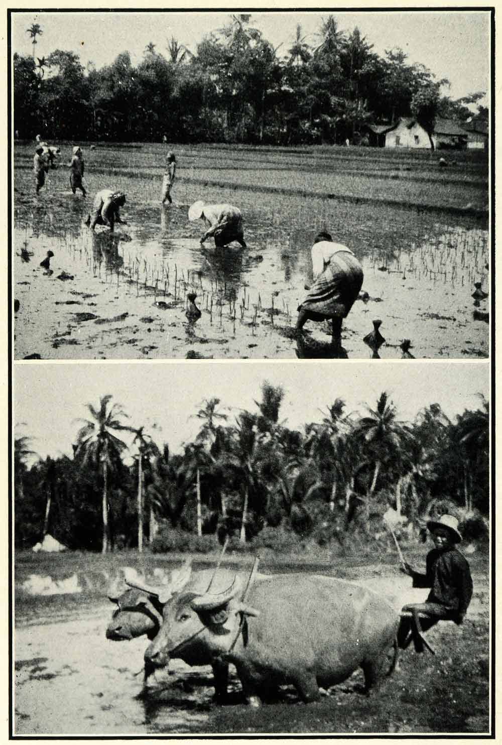 1934 Print Rice Paddies Plants Custom Women Field Buffaloes Ploughing XGT4