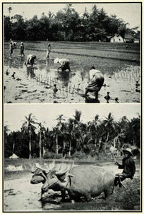 1934 Print Rice Paddies Plants Custom Women Field Buffaloes Ploughing XGT4