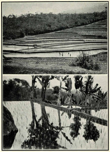 1934 Prints Java Hillside Rice Fields Paddies Water Buffalo Plowing Banana XGT4
