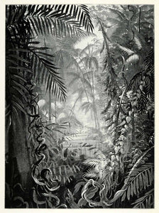 1898 Print Pioneer River Jungle Vegetation Trees Plants Australia Leaves XGT5