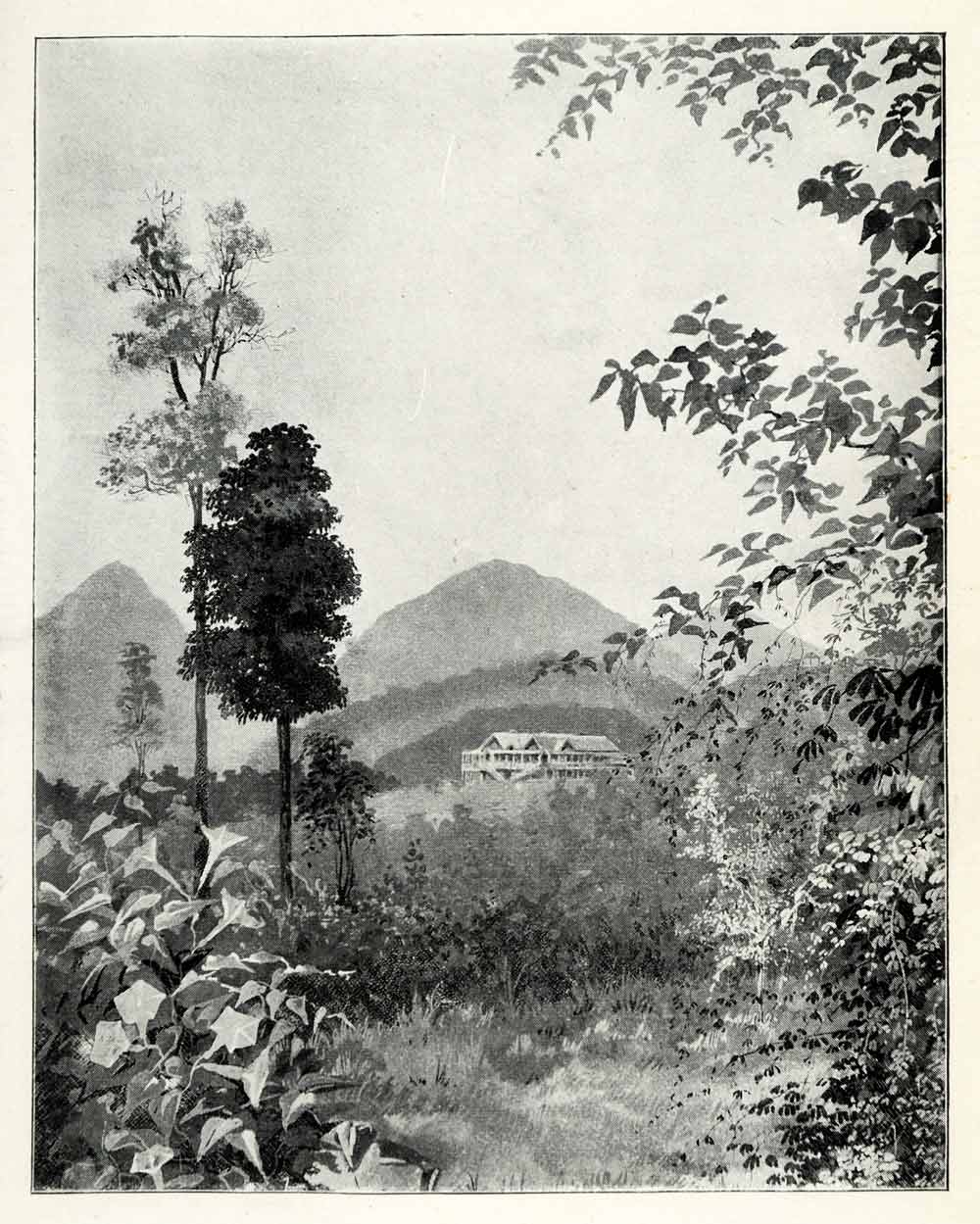 1898 Print Hambleton Cairns Trees Mountains Building Australia New Zealand XGT5