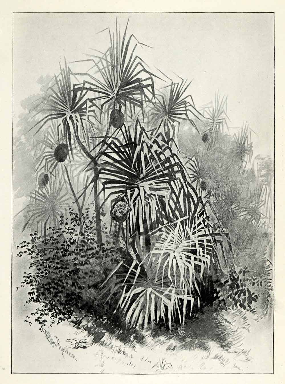 1898 Print Pandanus Corkscrew Pine Vegetation Spiral Screwpine Southeast XGT5