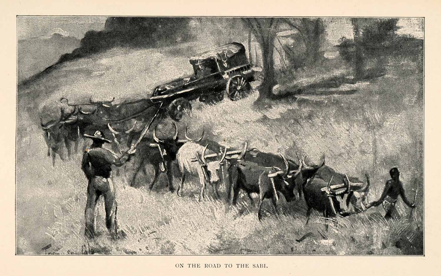 1902 Print Tennyson Cole Cattle Sabi Save Wagon Whip Steer Oxen Zimbabwe XGT6