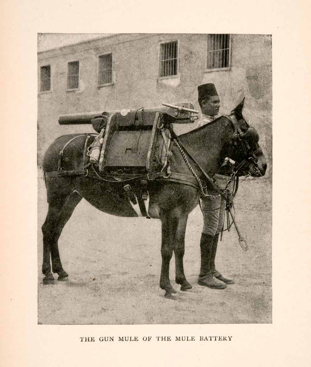 1903 Halftone Print Mediterranean Gun Mule Battery Horse Weapon Military XGTA1
