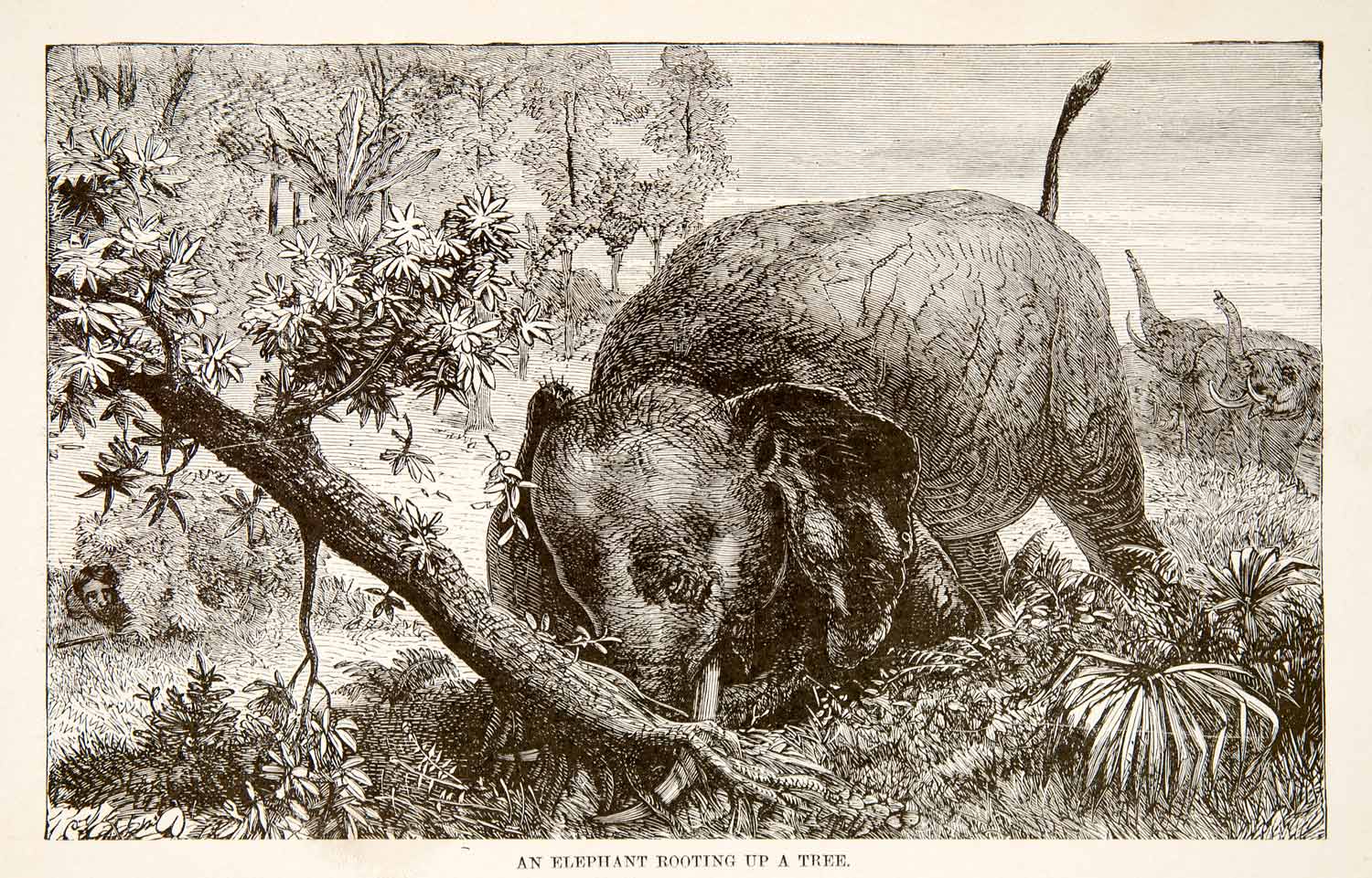 1884 Wood Engraving Elephant Africa Savanna Tree Uproot Trunk Herd XGTA6