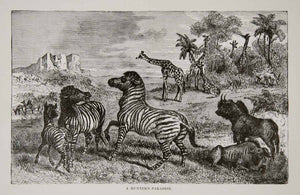 1884 Wood Engraving Africa Savanna Buffalo Zebra Giraffe Gazelle Antelope XGTA6