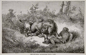 1884 Wood Engraving Africa Hunting Lion Livingstone Rifle Attack Maul XGTA6