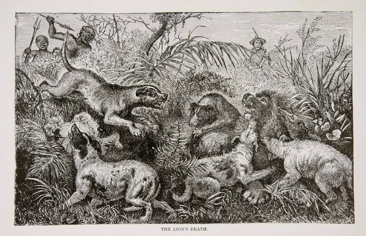 1884 Wood Engraving Lion Hunting Africa Savanna Native Spear Rifle Safari XGTA6