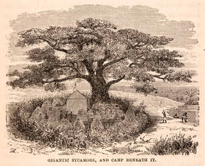1872 Wood Engraving Africa Sycamore Camp Village Hut Native Savanna XGTA7