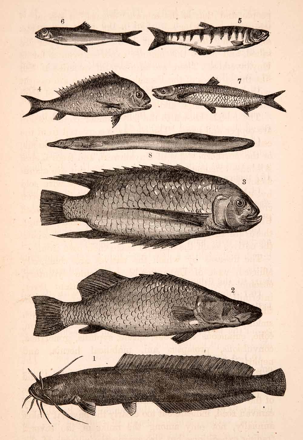 1872 Wood Engraving Africa Fish Species Sangara Mvuro Chai Eel
