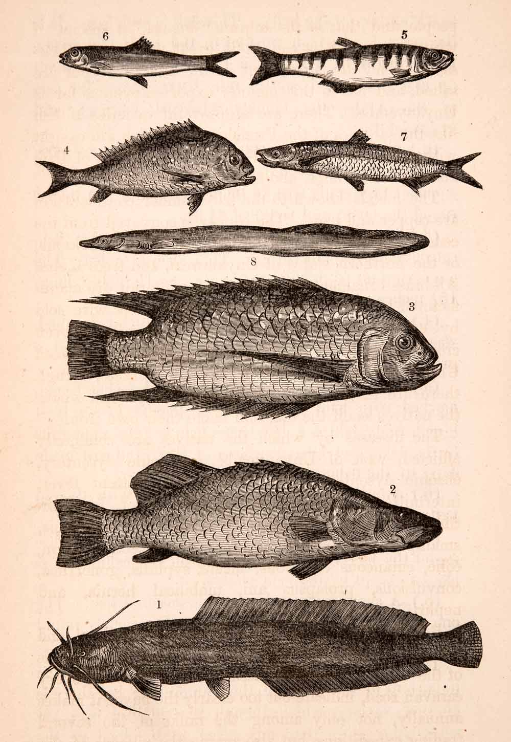 1872 Wood Engraving Africa Fish Species Sangara Mvuro Chai Eel Perch River XGTA7