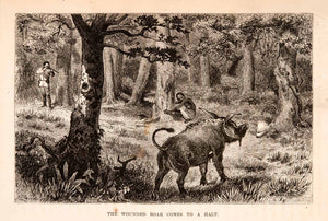 1872 Wood Engraving Africa Wounded Boar Pig Hunt Field Wild Track Tribal XGTA7