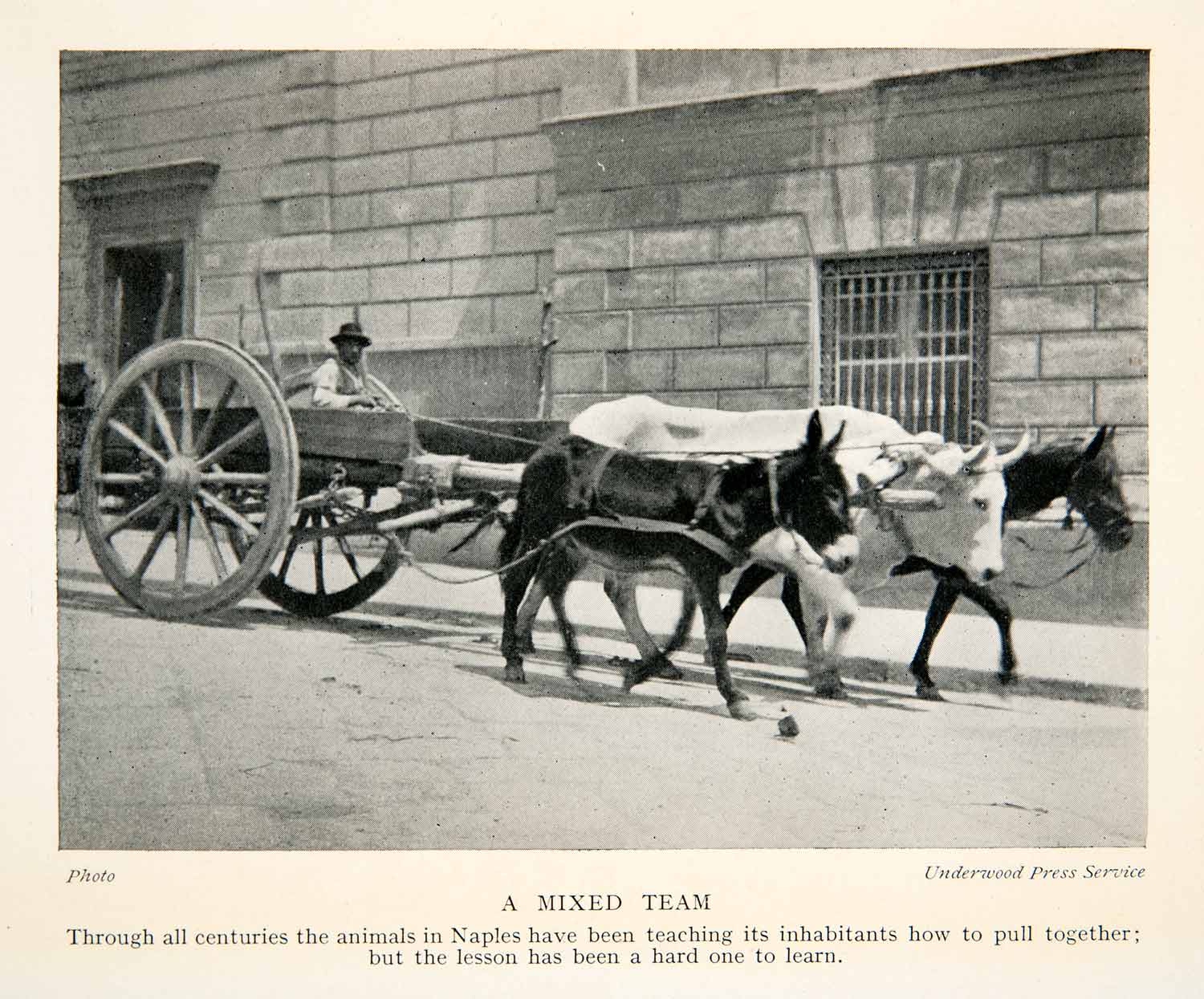 1928 Print Naples Italy Donkey Ox Horse Cart Street Farmer Livestock XGTB6