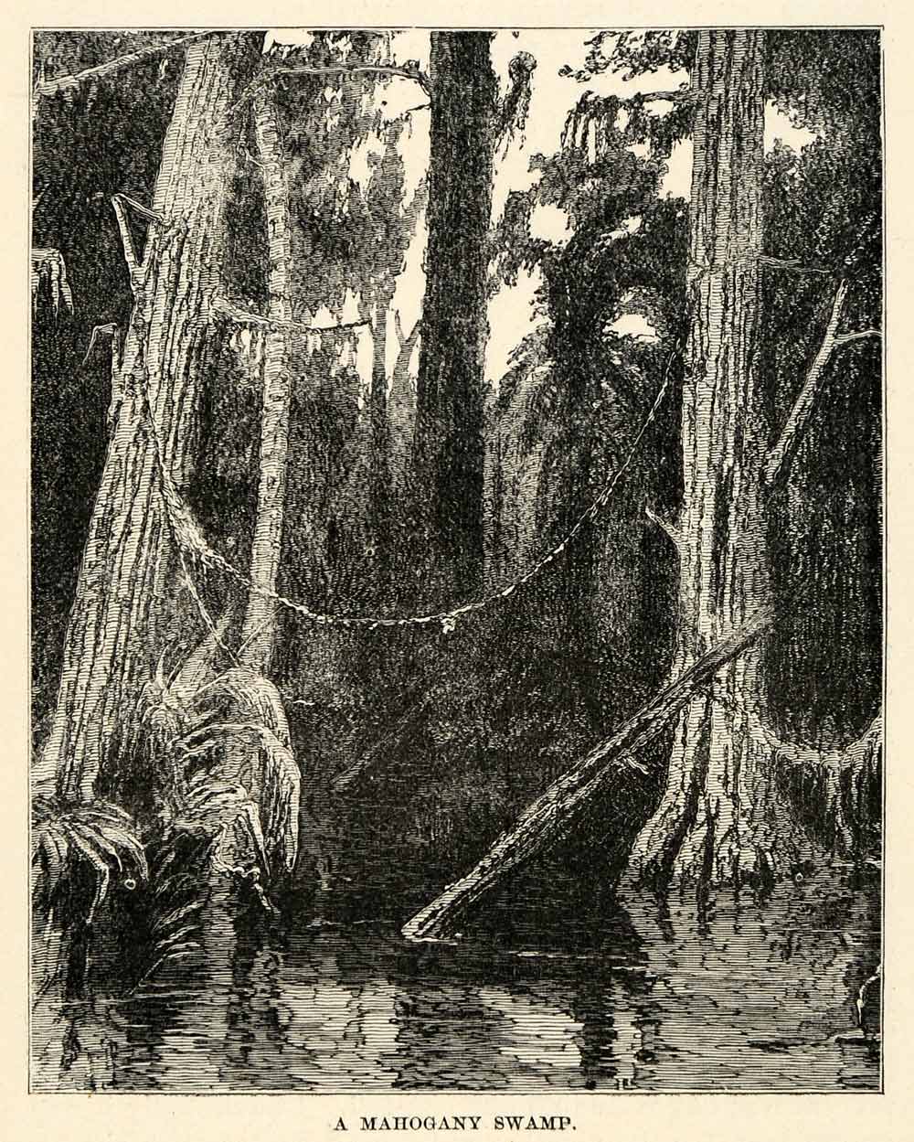 1888 Wood Engraving Mahogany Swamp Forest Nicaragua Central America River XGU6
