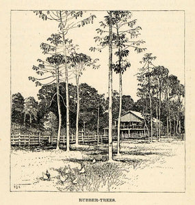 1888 Wood Engraving Rubber Trees Forest Landscape Costa Rica Central XGU6