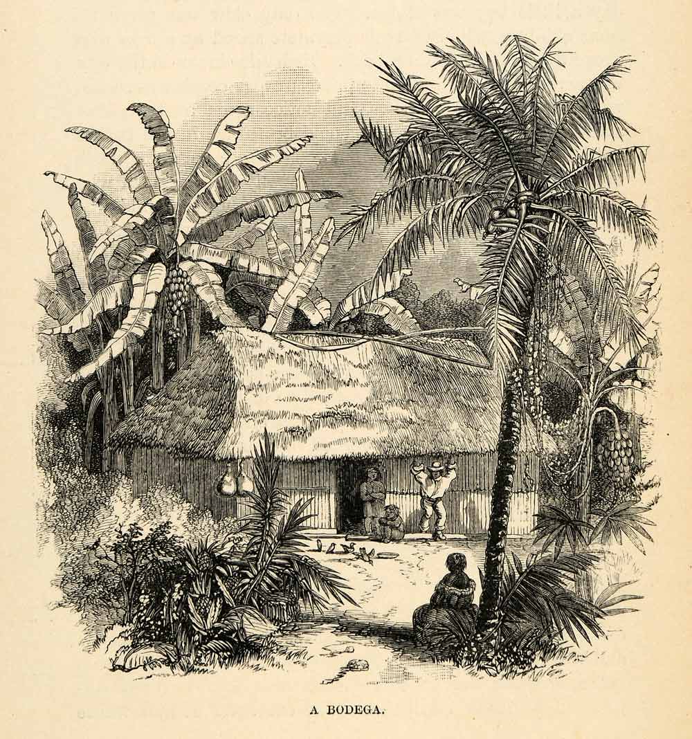 1888 Wood Engraving Bodega House Venezuela Hut Tree Landscape South America XGU6