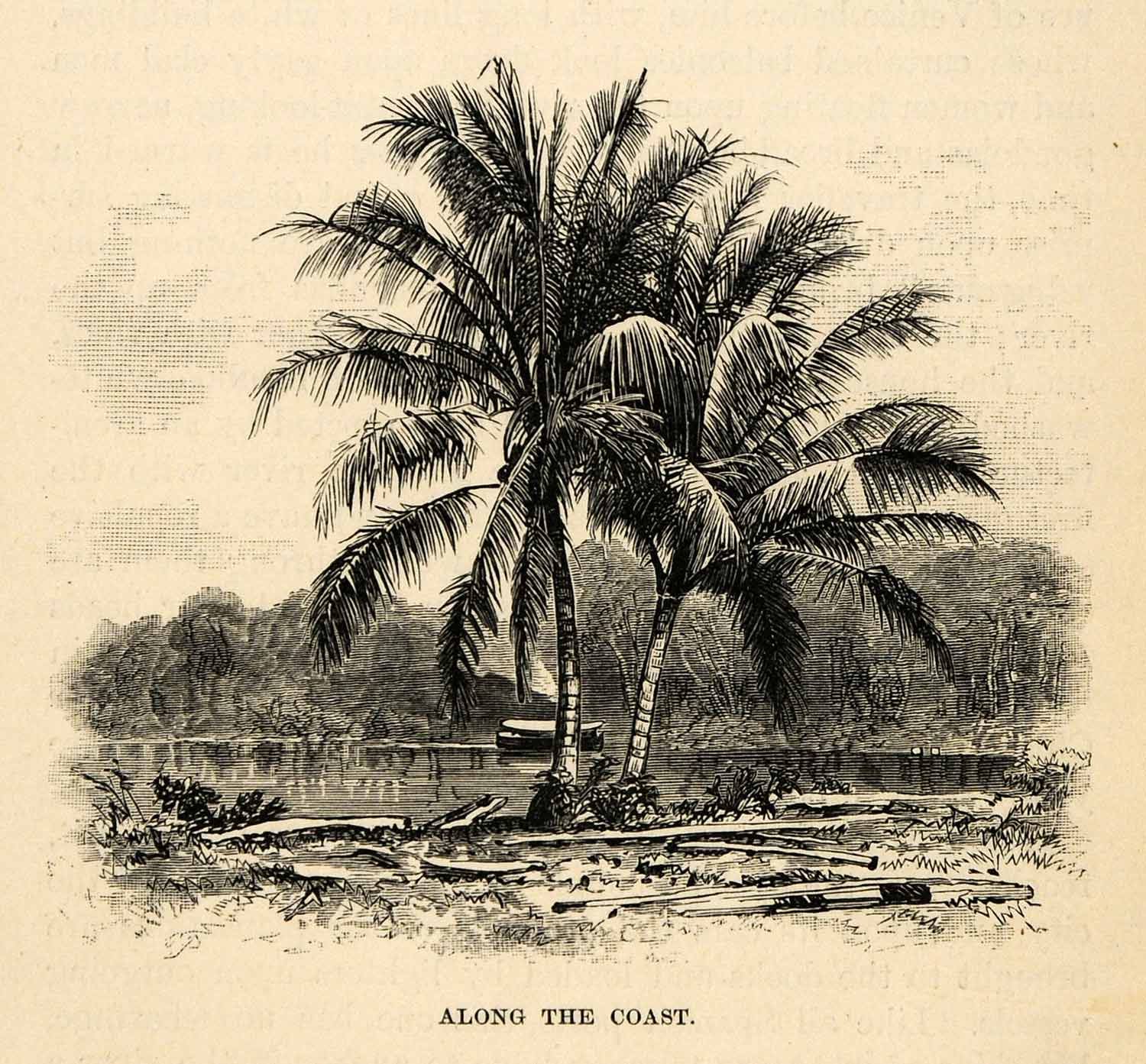 1888 Wood Engraving Along Coast Palm Tree Quito Ecuador River Shore Boat XGU6