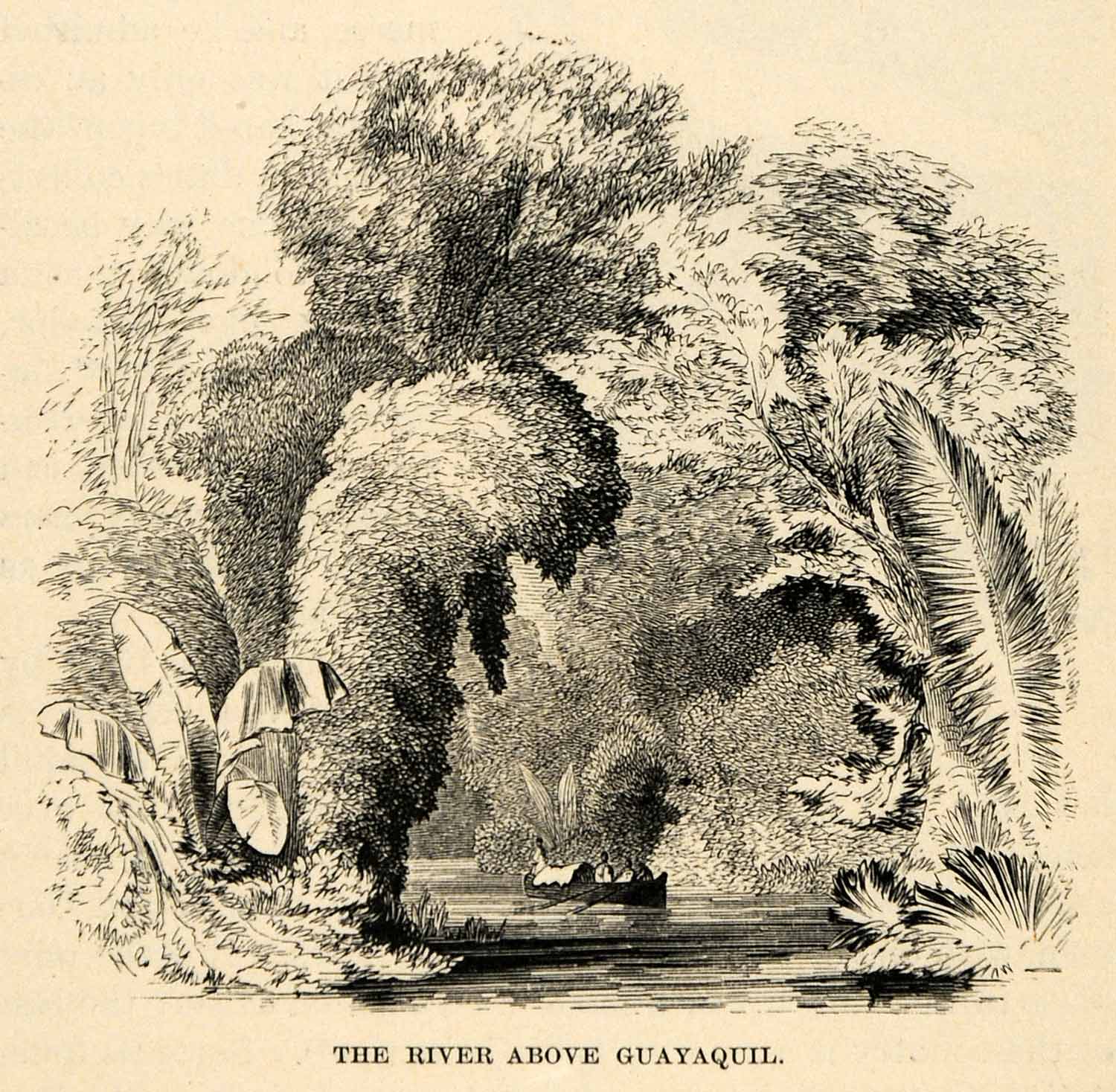 1888 Wood Engraving River Guayaquil Quito Ecuador Boat Forest Coast America XGU6