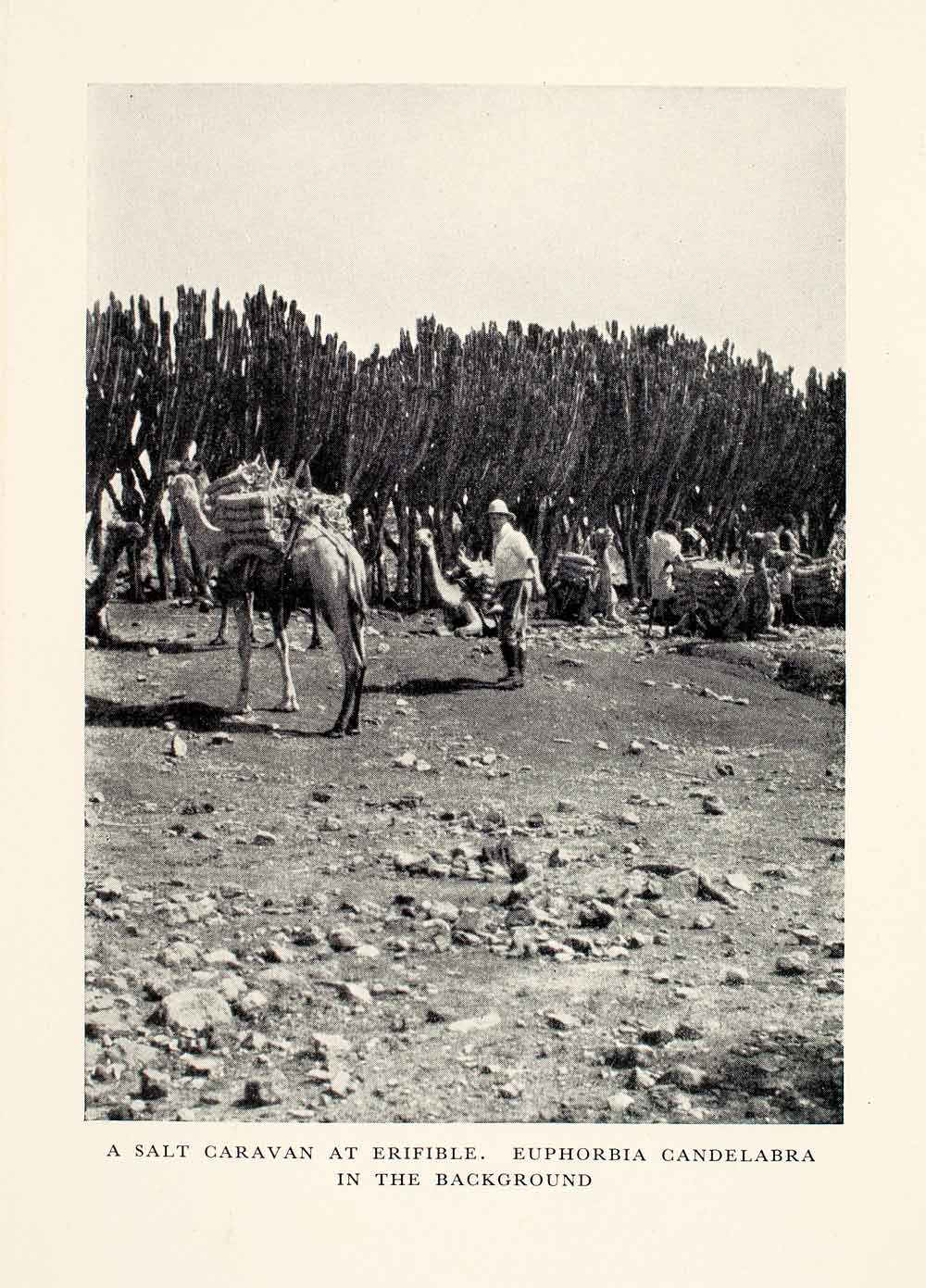 1935 Print Salt Caravan Ethiopia Danakil Desert Africa Euphorbia Landscape XGUA1