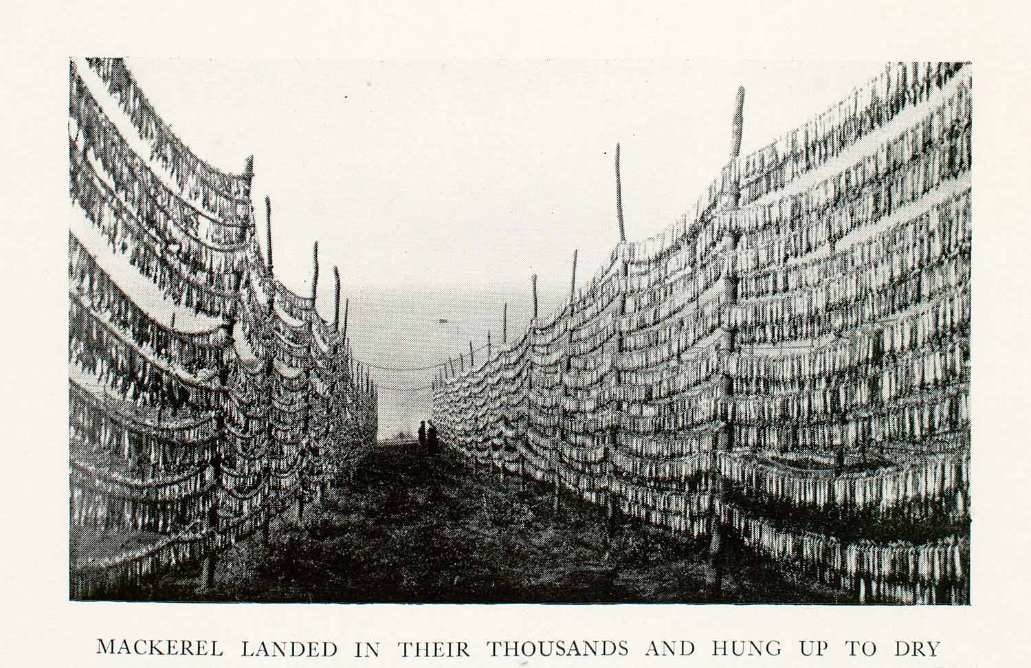 1933 Halftone Print Thousand Mackerel Fish Hang Dry Bulgaria Agriculture XGUA4