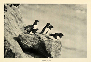 1936 Print Auks Bird Penguins Alcidae Family Animals Antarctic Aquatic XGV4