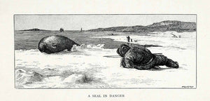 1907 Wood Engraving Eskimo Hunting Fur Seal Mammal Marine Indigenous Hunt XGV8